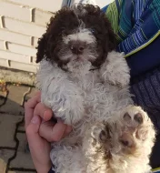 Lagotto Romagnolo